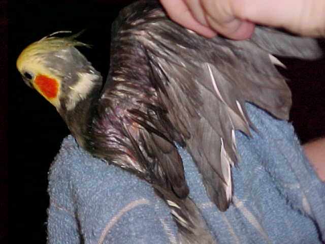 Raw spot under wing