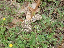 Delaware snake