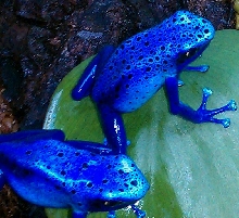 Breeding pair