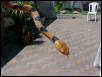 tigersnake