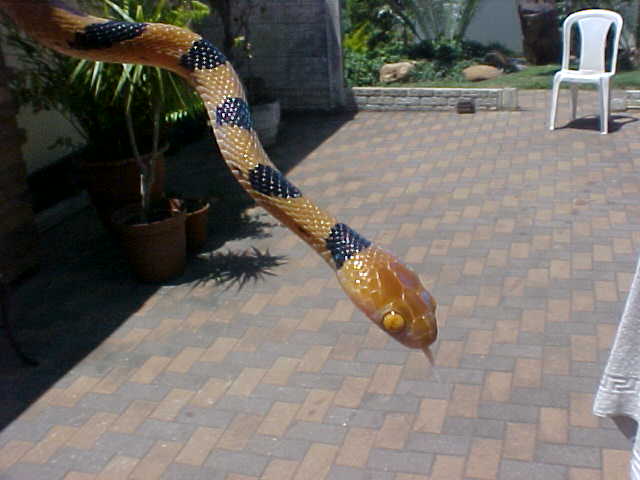 tigersnake