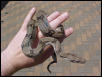 Male boa