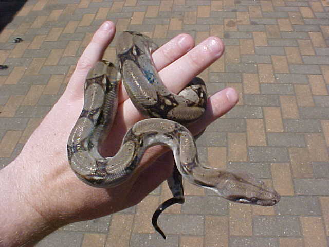 Male boa