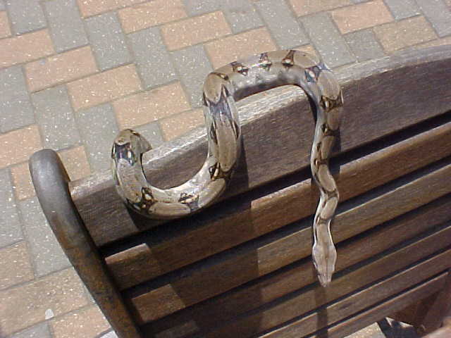 boa1