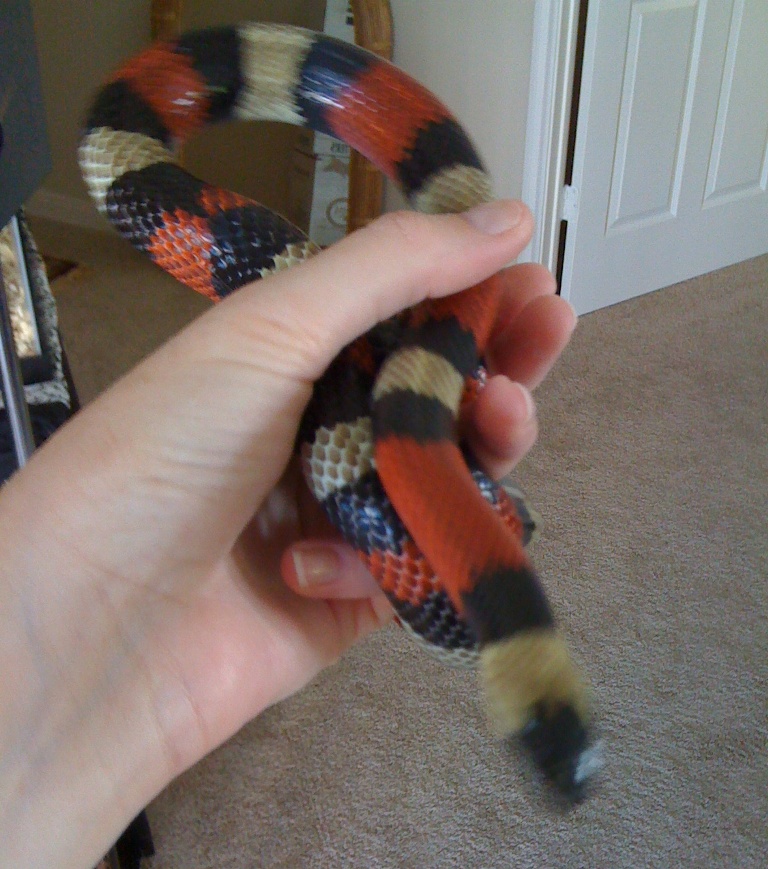 Adobe, Pueblan Milk