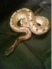 thats  clyde