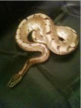 thats  clyde