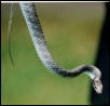 Blue Phase Green Tree Snake (Australian)