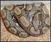 Ladder-back imperator at 9 months old