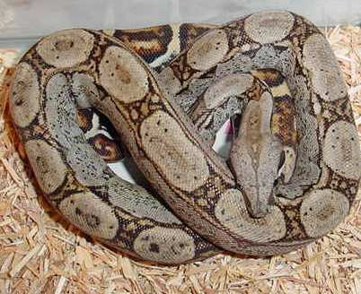 Ladder-back imperator at 9 months old