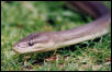 Olive Python head study