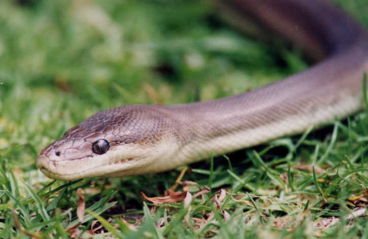 Olive Python head study