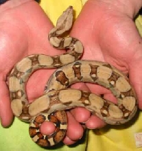 Cute baby Boa
