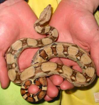 Cute baby Boa
