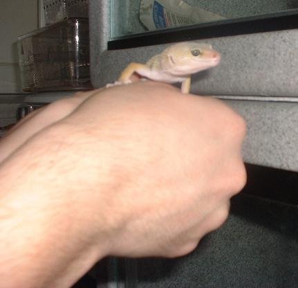 Young leucistic (patternless) Leopard Gecko