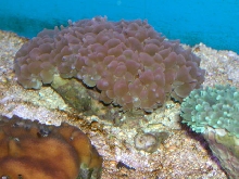 Saltwater - Austin Aquariums