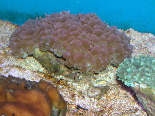 Saltwater - Austin Aquariums