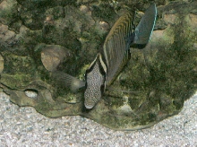 Saltwater Photos
