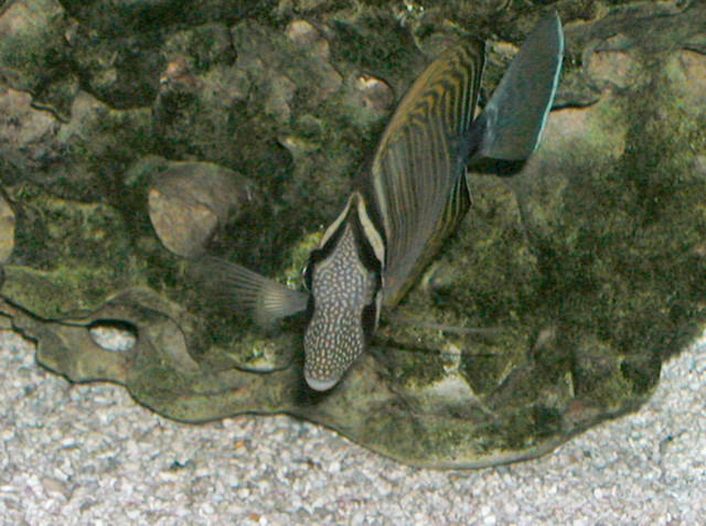 Saltwater Photos
