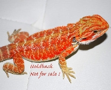 True Red Hypo !
