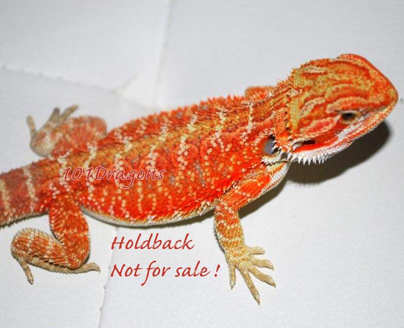 True Red Hypo !