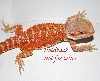 True Red Hypo 2