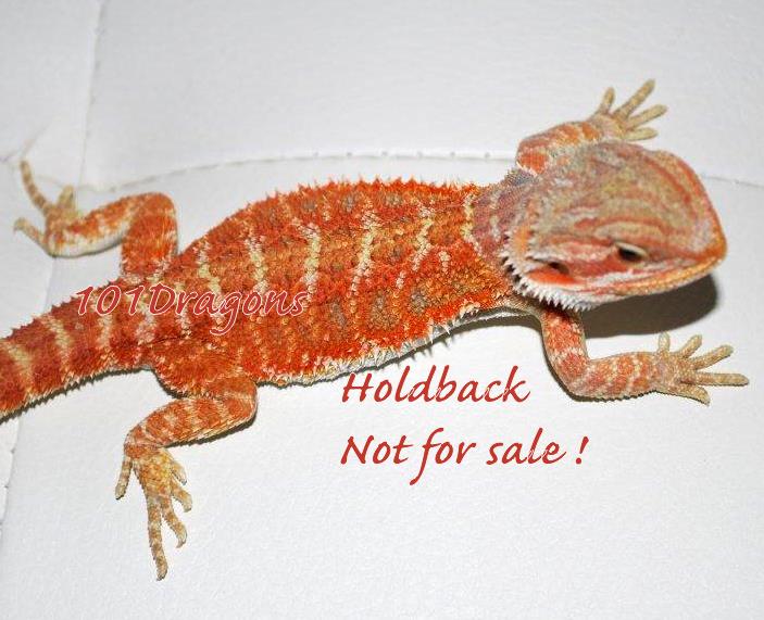 True Red Hypo 2