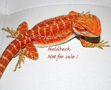 True Red Hypo 3