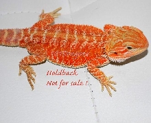 True Red Hypo 4
