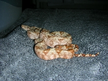Hog Island Boa