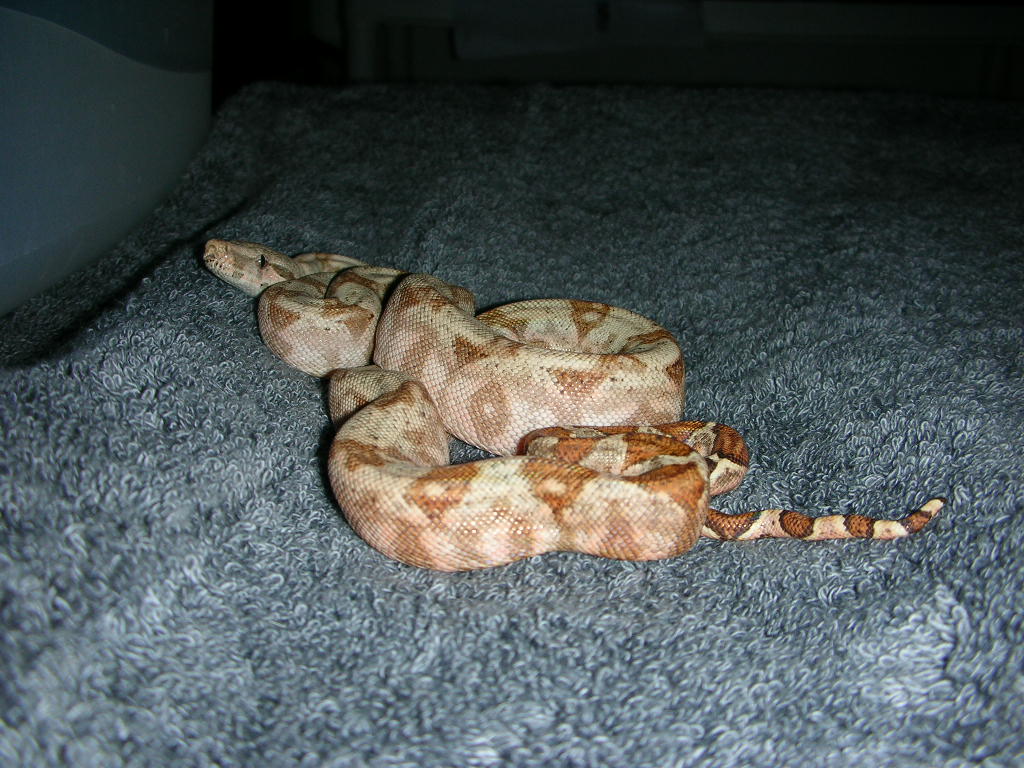 Hog Island Boa