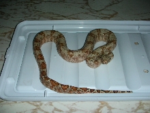 hog whole