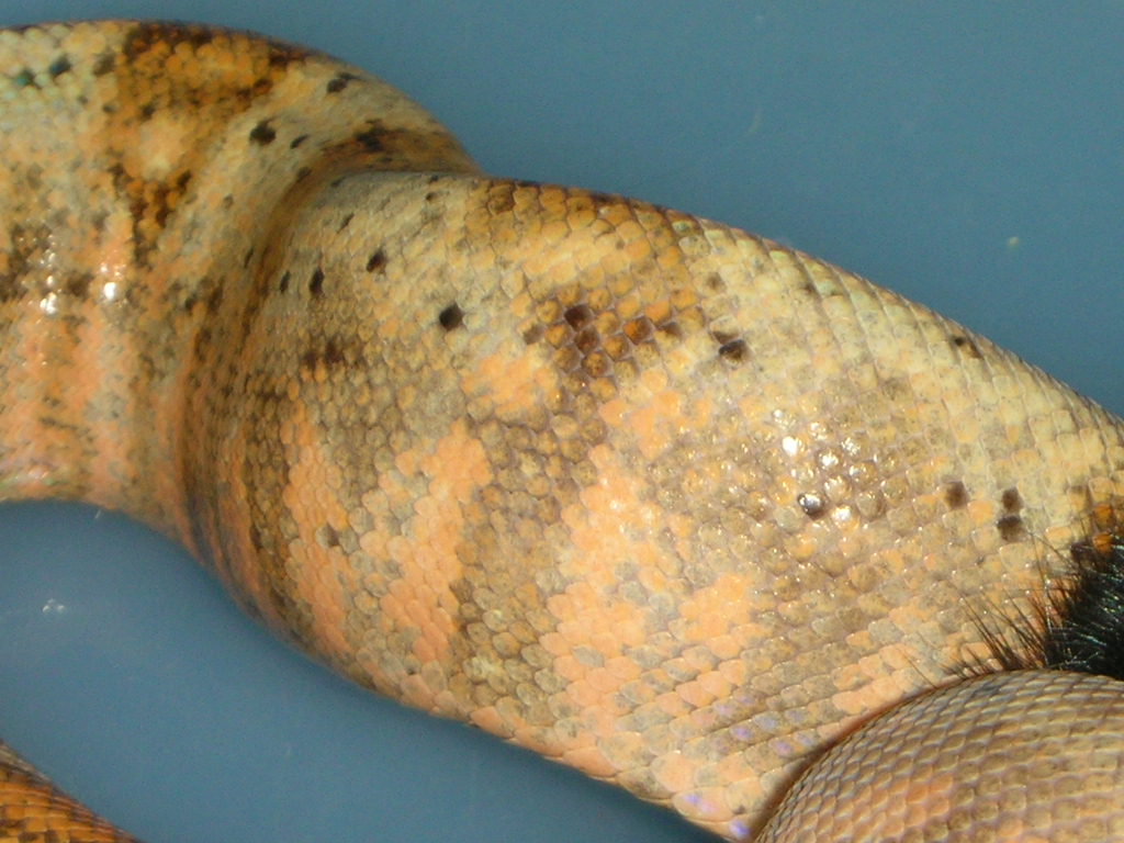 salmon