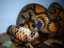 06 breeding brb's