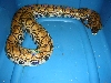 Gravid whole