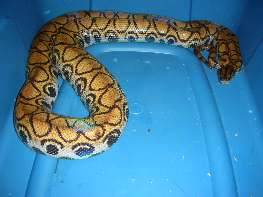 Gravid whole
