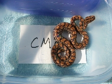 cm f4
