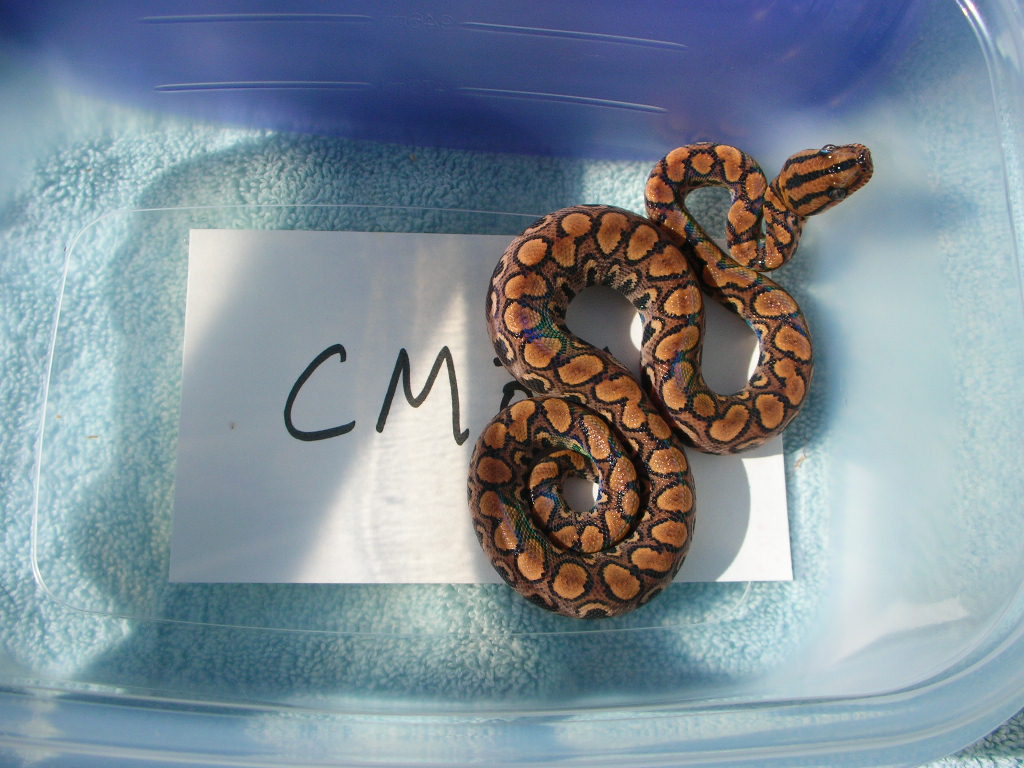 cm f4