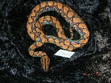 prb 01