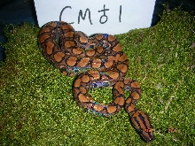 prb 1  1
