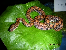 prb f1 pic 2
