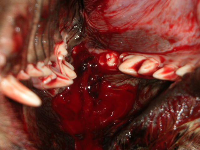 jaw
