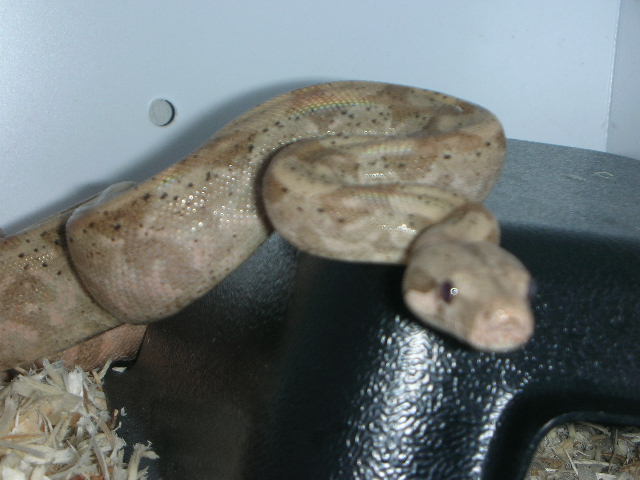ccs male hog