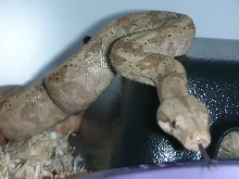 male hog ccs