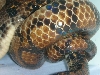breeding1