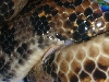 breeding2