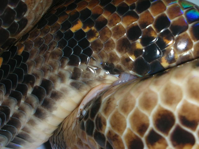 breeding2