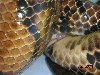 breeding3