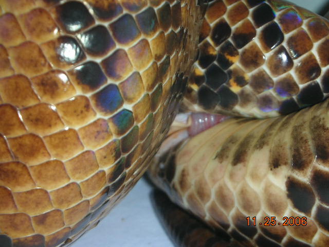 breeding3