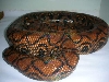 nov12 BH female 2